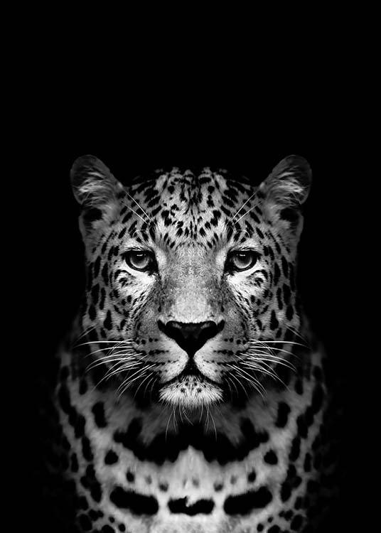 Leopard B&W Plakat / Sort-hvid hos Desenio AB (2912)