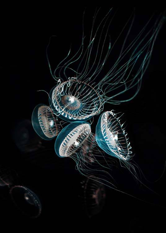 Crystal Jelly Plakat