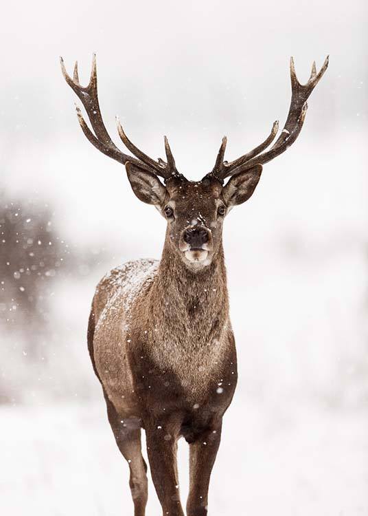  – Fotografi af en hjort omgivet af sne og et vinterlandskab