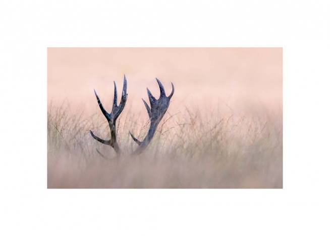 Deer Antlers Plakat / Fotokunst hos Desenio AB (3137)