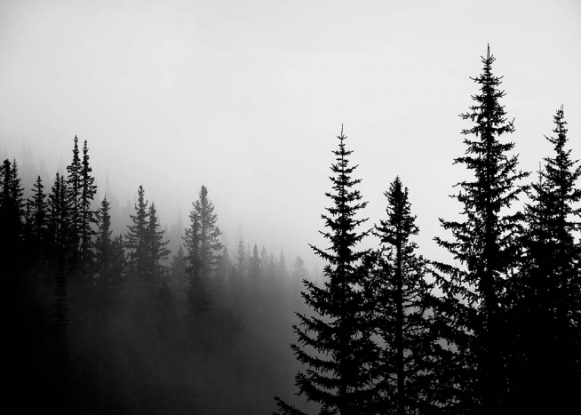 Foggy Tree Tops Plakat