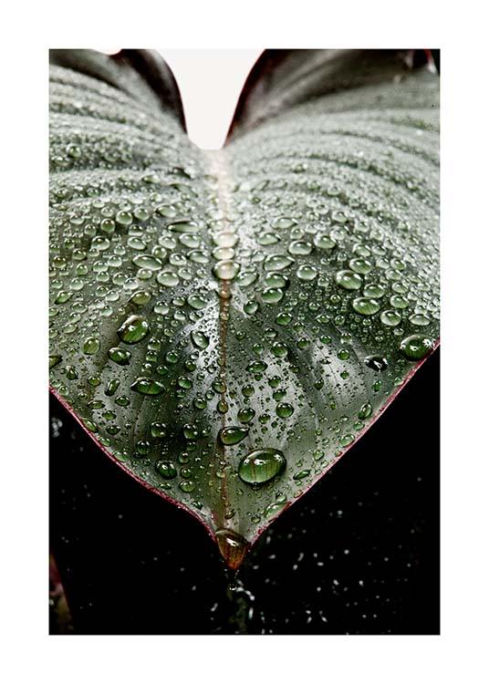 Wet Rubber Leaf Two Plakat / Fotokunst hos Desenio AB (3336)