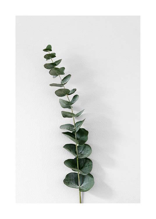 Eucalyptus Branch One Plakat