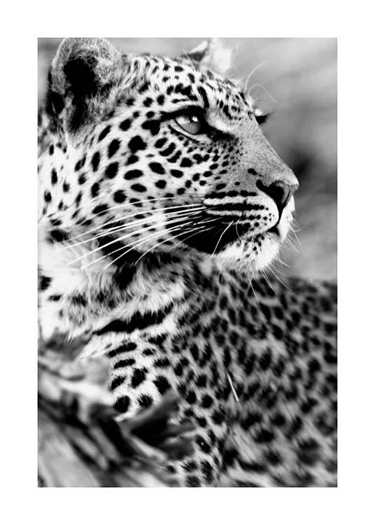 Leopard Plakat / Sort-hvid hos Desenio AB (3541)