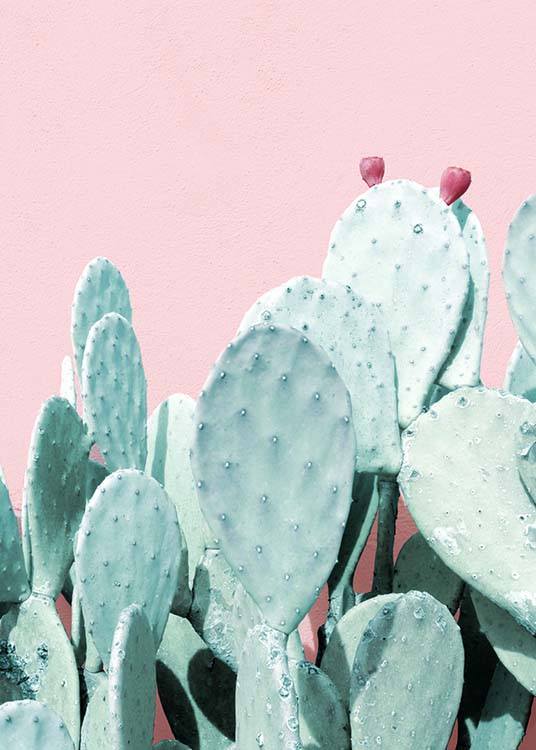 Pastel Cactus No3 Plakat
