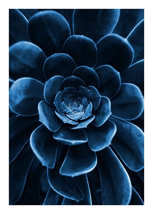 Blue Succulent Plakat