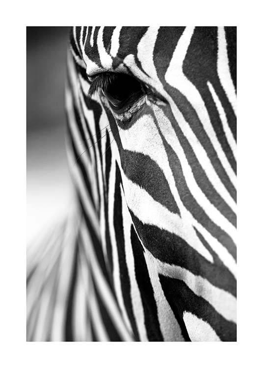 Zebra Close Up Plakat / Sort-hvid hos Desenio AB (3855)