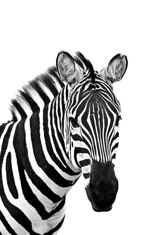 Zebra From Side Plakat