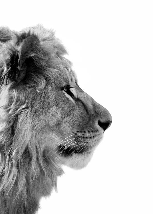  – Sort-hvidt fotografi af en løve set fra siden