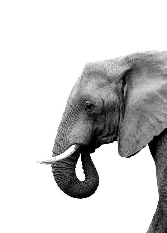 Elephant From Side Plakat