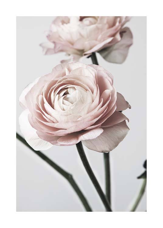 Pink Ranunculus One Plakat / Fotokunst hos Desenio AB (3923)