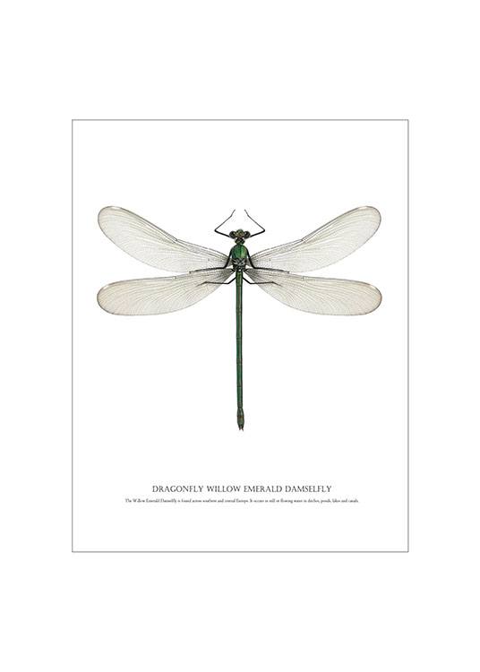 Dragonfly White, Plakater / Grafisk  hos Desenio AB (7503)