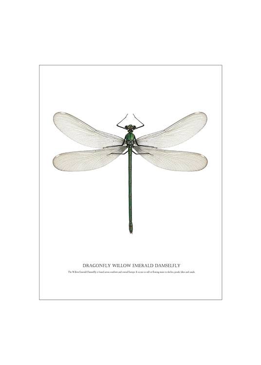 Dragonfly White, Plakater