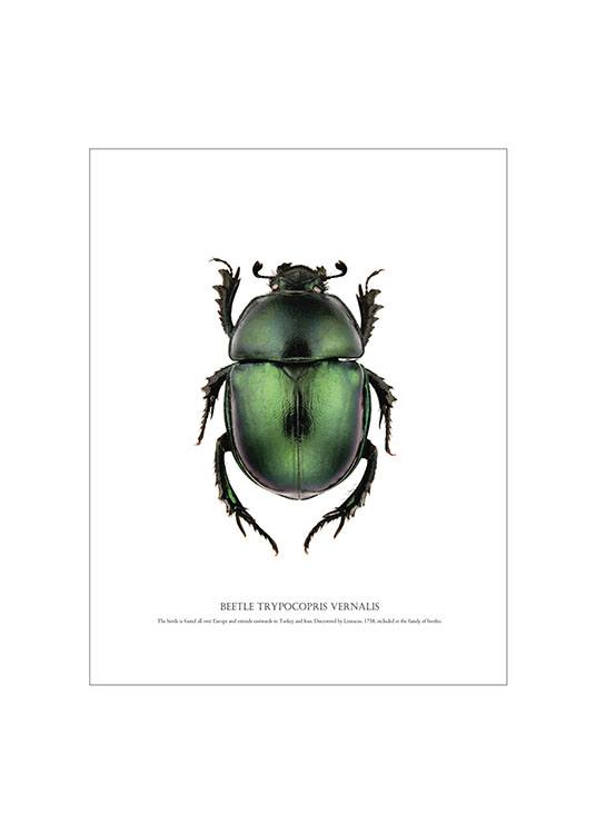Beetle White, Plakater