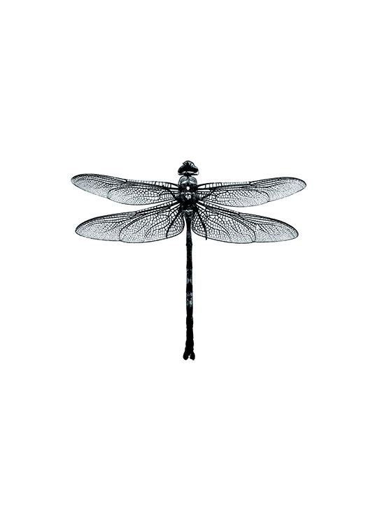 Dragonfly Black And White, Plakat / Sort-hvid hos Desenio AB (7568)