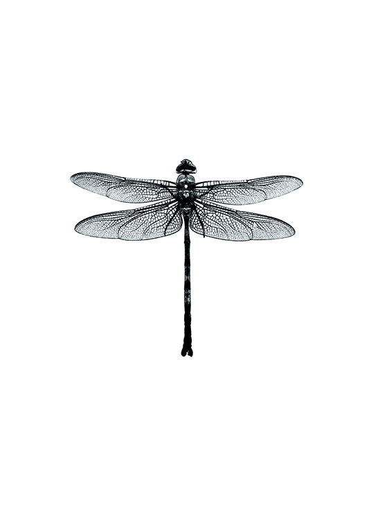 Dragonfly Black And White, Plakat