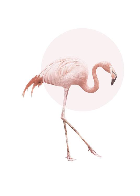 Illustrated Flamingo, Plakat / Insekter & Dyr hos Desenio AB (7826)