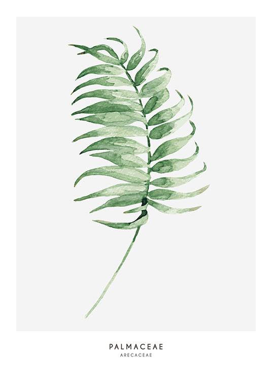 Palmaceae, Plakat / Botanik hos Desenio AB (7895)