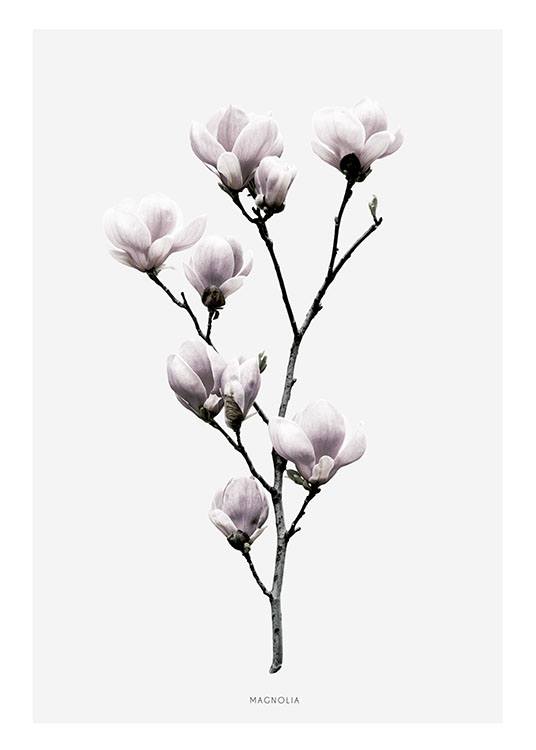 Magnolia, Plakat