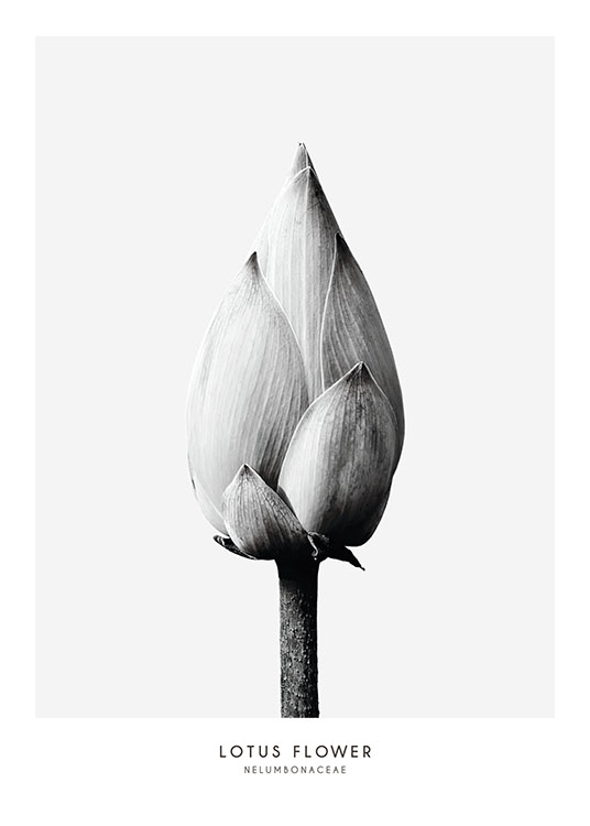 Lotus Flower, Plakat / Botanik hos Desenio AB (7936)