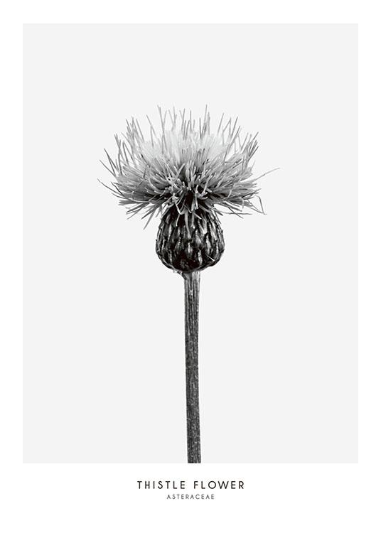 Thistle Flower, Plakat / Sort-hvid hos Desenio AB (7937)