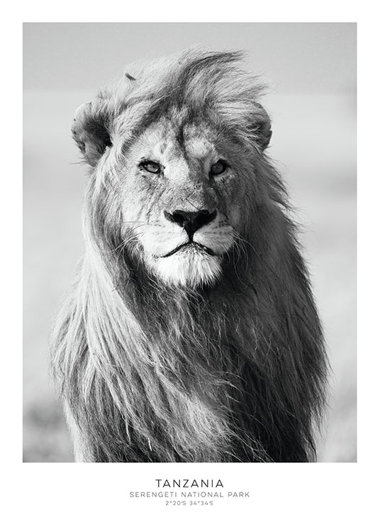 – Sort-hvidt fotografi af en løve set forfra