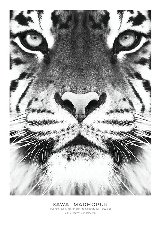 Tiger, Plakater