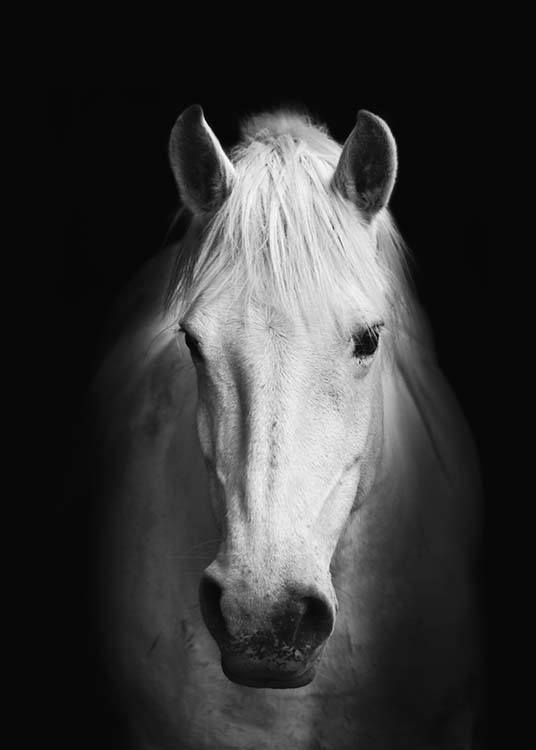 Horse B&W, Plakat