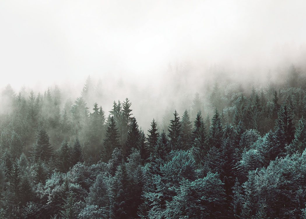  – Fotografi af et diset skovlandskab med trætoppe indhyllet i dis