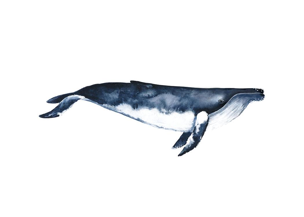 Humpback Whale, Plakat / Illustrationer hos Desenio AB (8416)