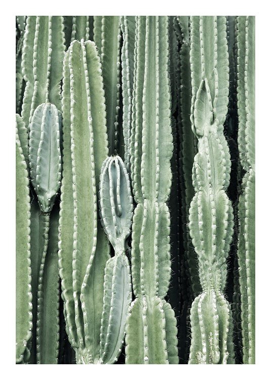 Cactus, Plakater