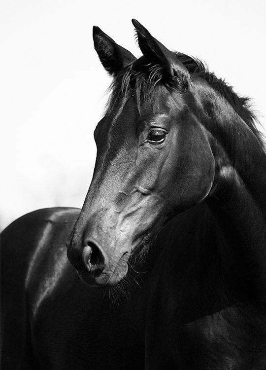 Black Stallion, Plakater