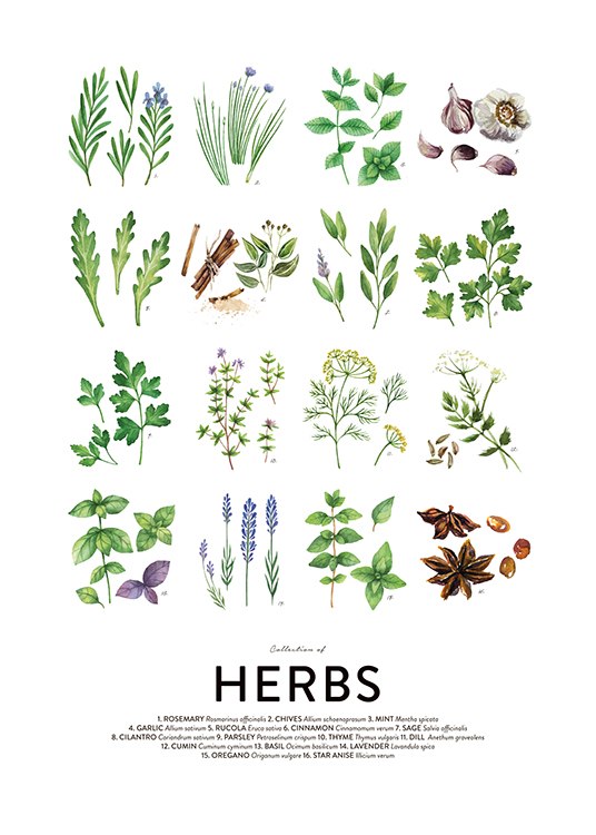 Culinary Herbs, Plakater / Køkkenvejledninger hos Desenio AB (8589)