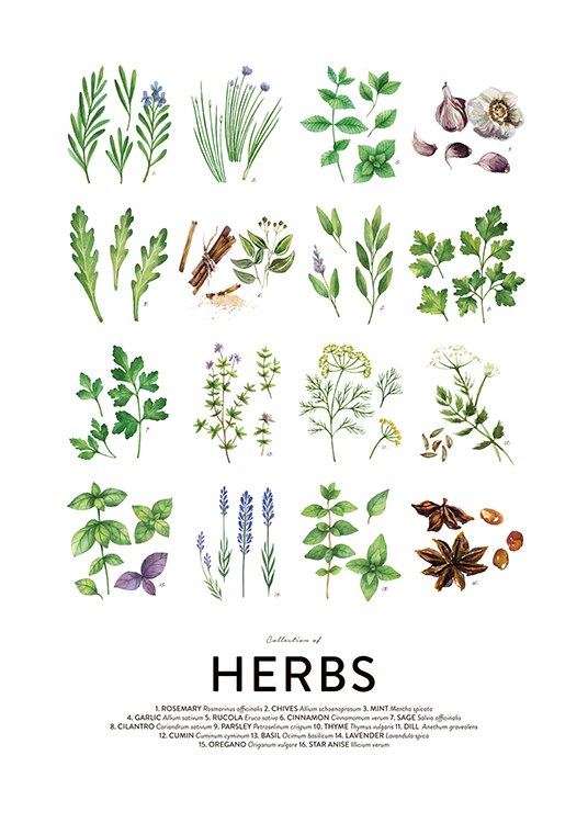Culinary Herbs, Plakater