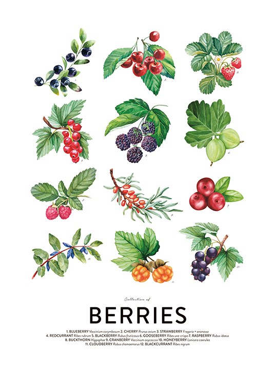 Berries, Plakater