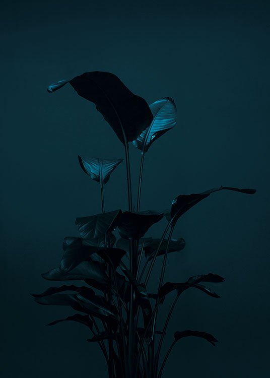 Black Plant, Plakat / Fotokunst hos Desenio AB (8619)