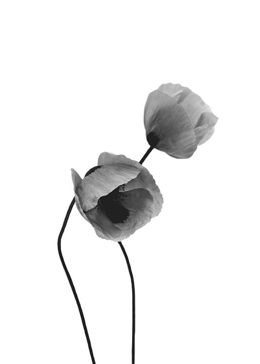 Grey Poppy Flowers, Plakat / Sort-hvid hos Desenio AB (8631)