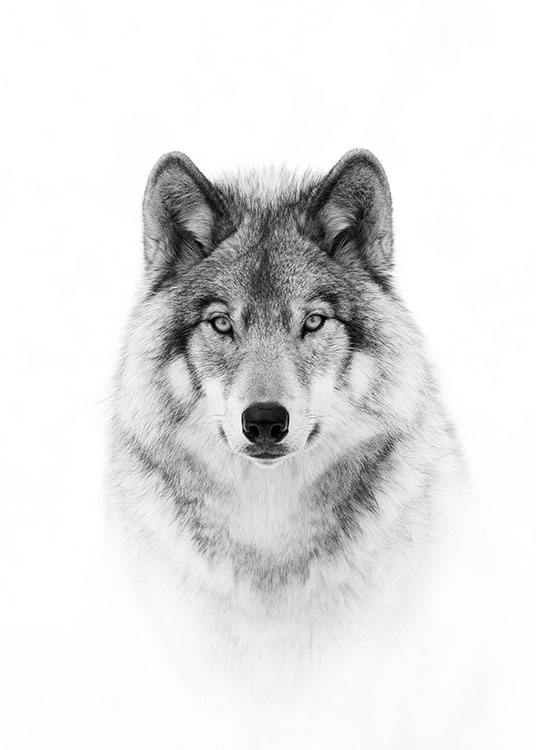 Wolf Plakat