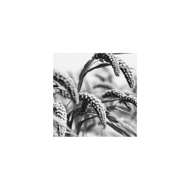 Jungle Rice Plakat / Sort-hvid hos Desenio AB (8911)