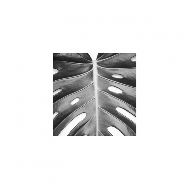 Monstera Deliciosa Plakat