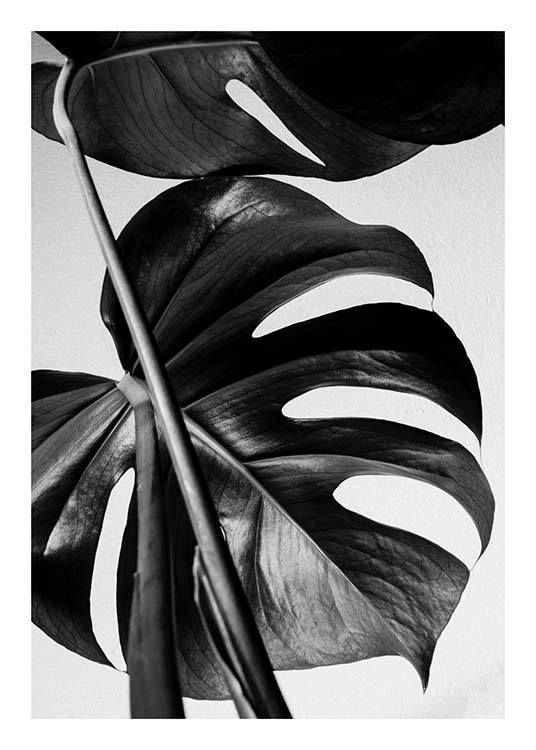 Monstera B&W One Plakat