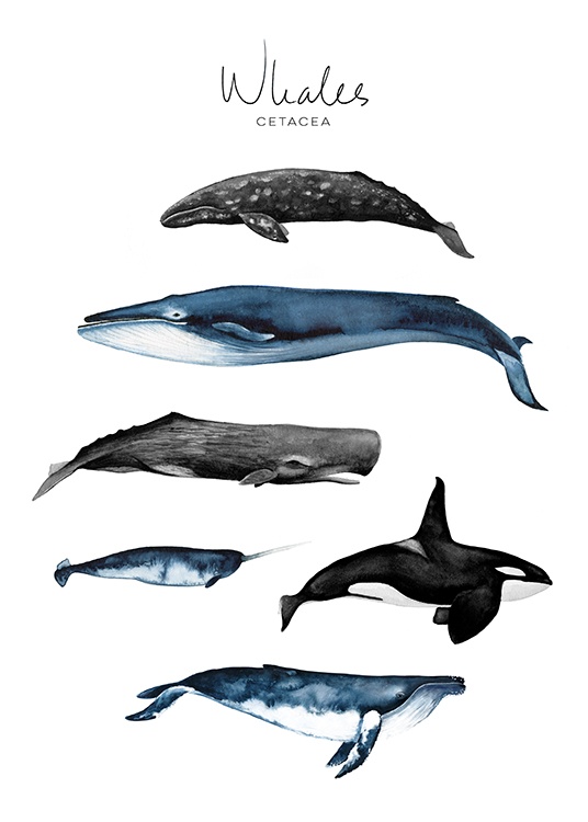 Whales Plakat