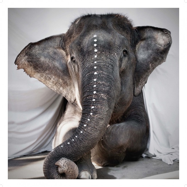 Love Warriors Adele Plakat